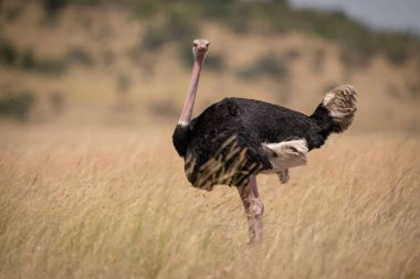 Kamera karşı karşıya uzun otların içinde erkek devekuşu