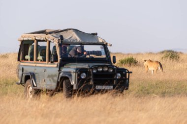 Savannah üzerinde kamyon fotoğrafları dişi aslan adam