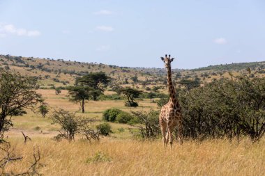 Masai zürafa dikenler ıslık arasında kamera karşı karşıya
