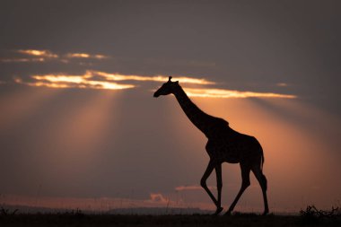 Masai zürafası gün batımında ufukta yürüyor.