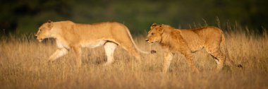 Aslan ve dişi aslanın yan yana yürümesi.