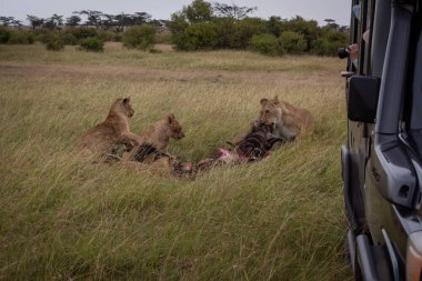 Kamyon fotoğrafçı öldürmek yiyen aslanlar vuruyor
