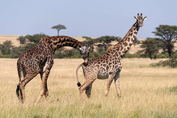 Man Masai Giraffe Buigen Naar Ruiken Vrouw — Stockfoto