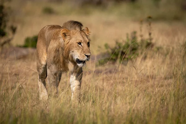 León Macho Camina Través Hierba Bajo Sol —  Fotos de Stock