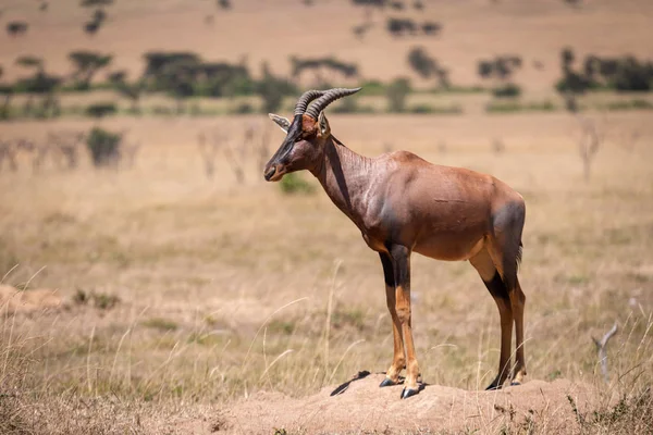 Male Topi Standing Savannah Mound — Stock Photo, Image