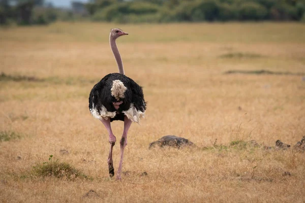 Straußenmännchen Läuft Auf Grasfläche Davon — Stockfoto