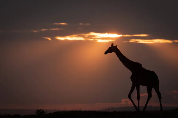 Masai Giraffe Sundown Walks Horizon — Stock Photo, Image