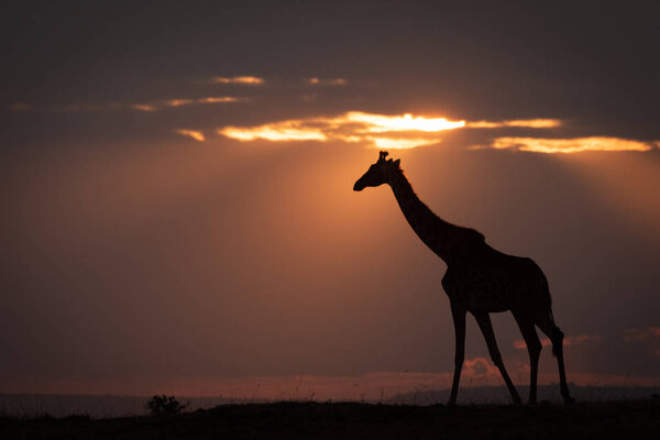 Masai giraffe at sunset walking along horizon
