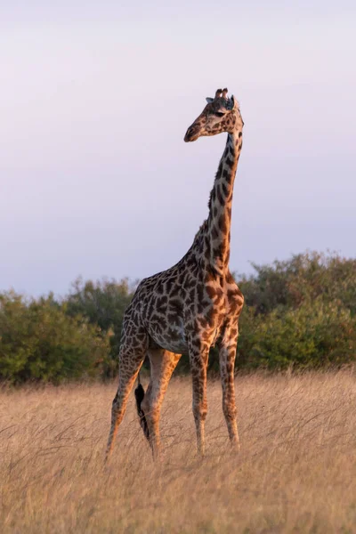 Masai Giraffe Steht Gras Kamera — Stockfoto