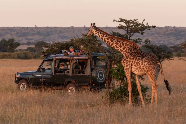 Masai Girafa Árvore Navegação Por Safari Caminhão — Fotografia de Stock