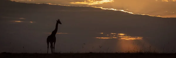 Girafe Masai Debout Horizon Coucher Soleil — Photo