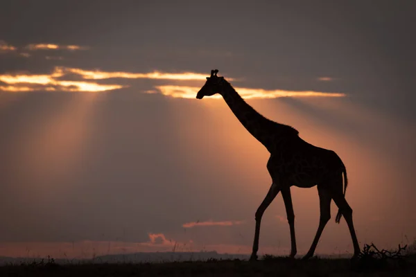 Масаи Жираф Закате Прогулки Горизонте — стоковое фото