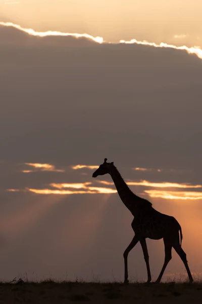 Masai Giraffe Sunset Walks Horizon — Stock Photo, Image