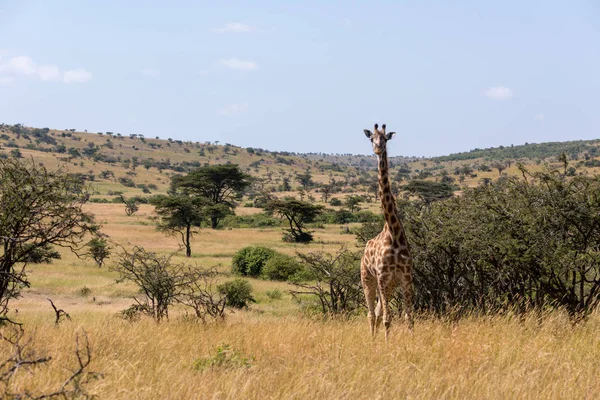 Masai Girafa Enfrentando Câmera Entre Espinhos Assobiando — Fotografia de Stock