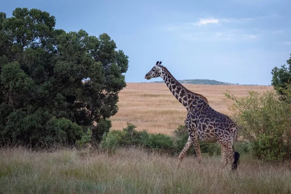 Ağaçların Arasında Yürüyen Masai Zürafası — Stok fotoğraf