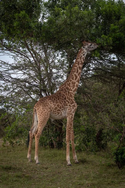 Masai Jerapah Berdiri Browsing Daun Pohon — Stok Foto