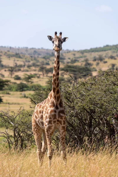 Girafe Masai Parmi Sifflement Épines Face Caméra — Photo