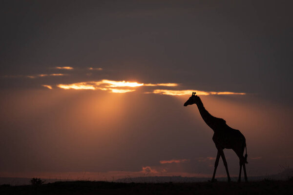 Masai giraffe walks on horizon at sundown