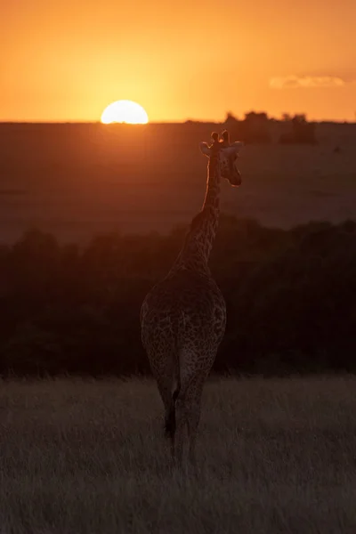 Masai giraffe walking towards sunset in grass