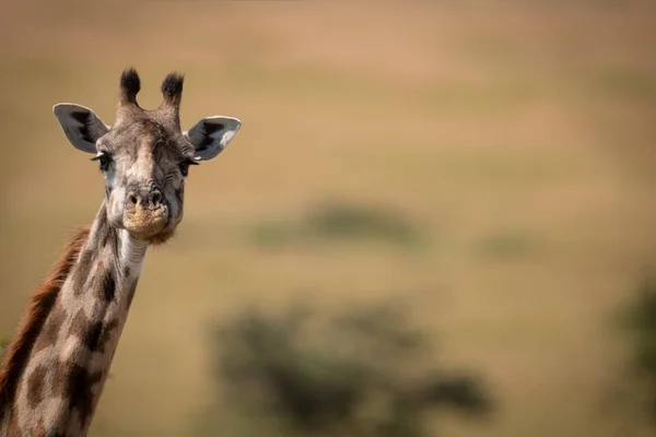 Masai Girafe Piquer Long Cou Dans Cadre — Photo