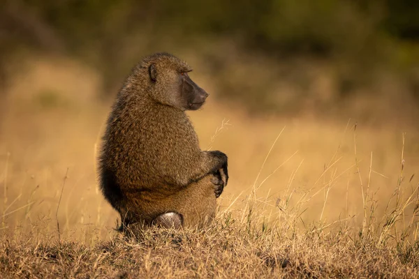 Olijfbaviaan Zit Profiel Gras — Stockfoto