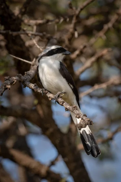 Northern White Crowned Shrike Perched Whistling Thorn — Stock Photo, Image