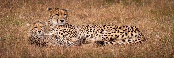 猎豹和幼崽躺在地上的全景 — 图库照片