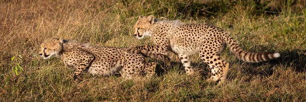 Panorama Két Cheetah Cubs Fűben — Stock Fotó