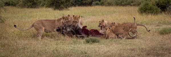 Löwen Ernähren Sich Von Gnu Kadavern — Stockfoto