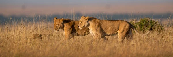 Panorama Lionesses Walking Side Side Grass — Stock Photo, Image