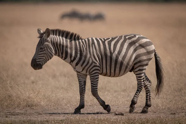 Zebra Überquert Grasland Mit Gnus Rücken — Stockfoto