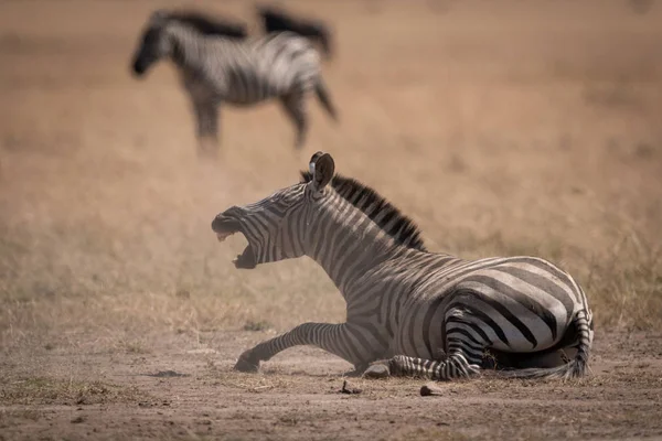 Flachland Zebra Liegt Auf Savanne Die Maul Öffnet — Stockfoto