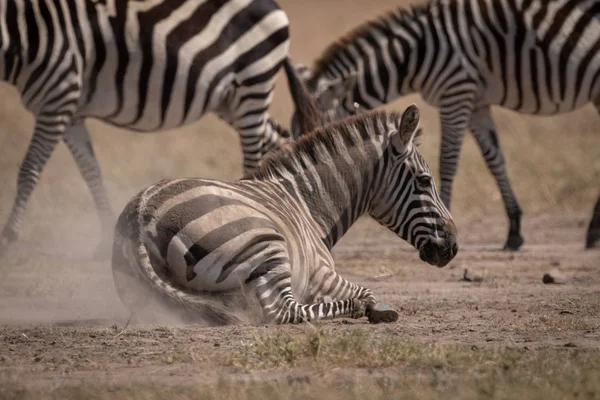 Zebra Planícies Deitado Lado Outros — Fotografia de Stock