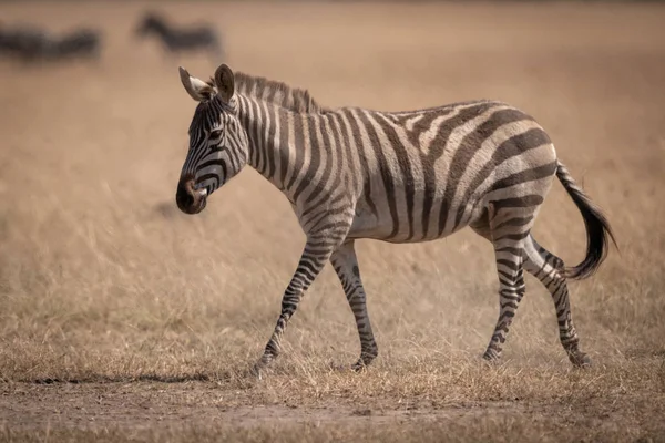Zebrastreifen Durch Savanne Mit Gnus Rücken — Stockfoto