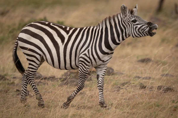 Zebra Stepowa Podnoszenia Głowy Pokazywanie Zębów — Zdjęcie stockowe