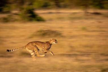 Slow pan of cheetah sprinting through grass clipart