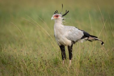 Secretary bird stands in grass in savannah clipart