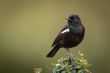 Çalı göz kamerasına tünemiş Sooty sohbet