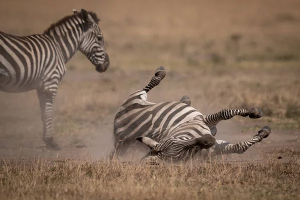 Plains Zebra Rollt Auf Rücken Neben Mutter — Stockfoto