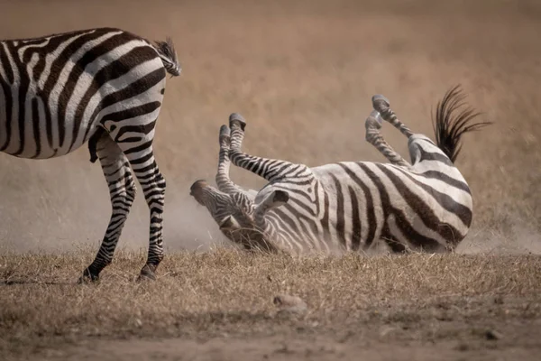 Ebenes Zebra Rollt Auf Gras Hinter Anderem Her — Stockfoto