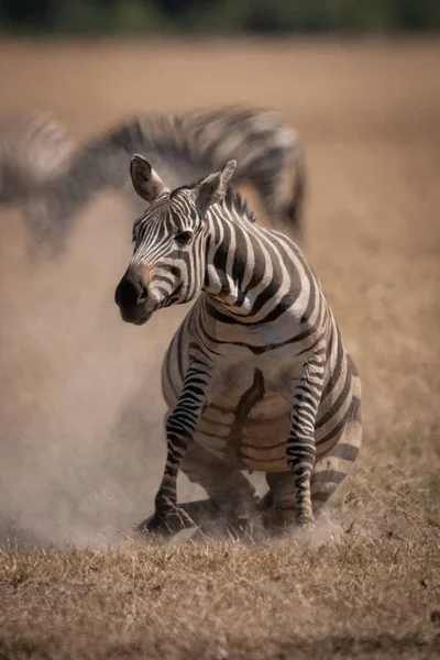 Plains Zebra Opstaan Stoffig Grasland — Stockfoto