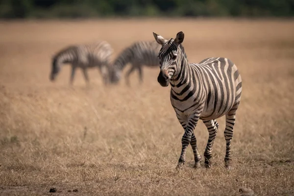 Ebenen Zebras Laufen Auf Savanne Der Nähe Anderer — Stockfoto