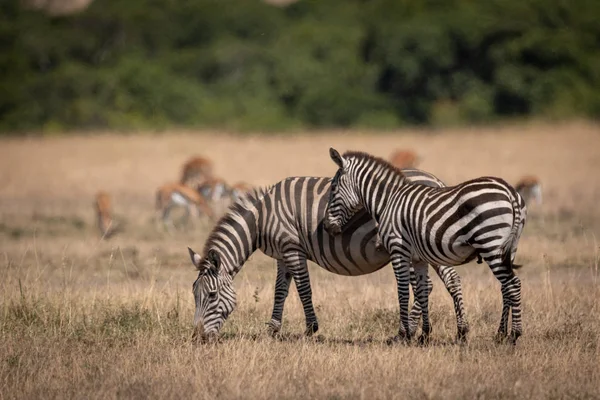Plains Zebra Steht Bei Mutter Der Nähe Von Gazellen — Stockfoto