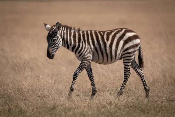 Zebra Planícies Andando Sozinho Planície Gramada — Fotografia de Stock