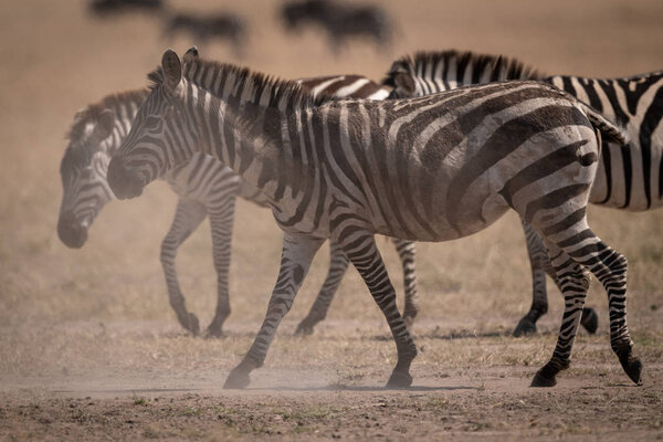Plains zebra walks in dust beside others