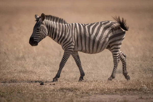 Síkság Zebra Sétál Savannah Swishing Farok — Stock Fotó