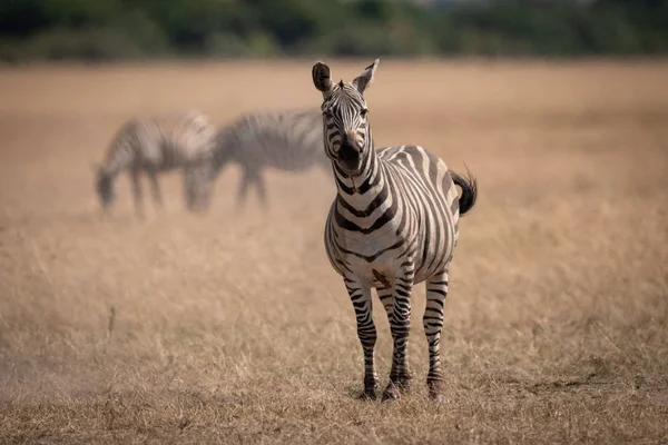 Flachland Zebras Stehen Savanne Der Nähe Anderer — Stockfoto