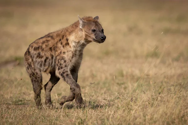 Spatřená Hyena Běhá Trávě Slunci — Stock fotografie
