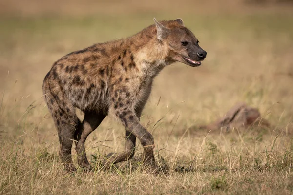 Spatřena Hyena Běžící Přes Trávu Slunci — Stock fotografie