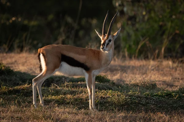 Thomson Gazelle Stands Savannah Eyeing Camera — Stock Photo, Image
